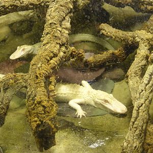 Young albino Mississippi alligators