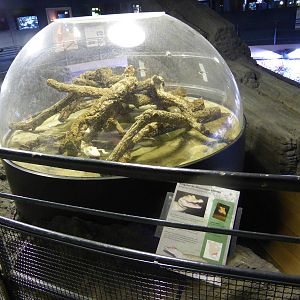 Young albino Mississippi alligators