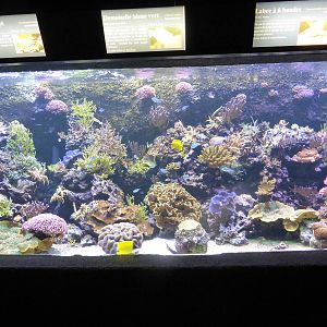 Tropical marine exhibit