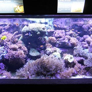 Tropical marine exhibit