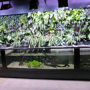 Open tanks with colourful 'Living Wall' of vegetation above .