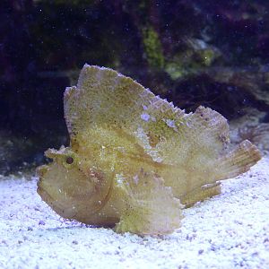 Tropical Marine exhibits
