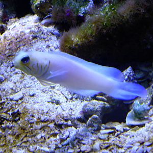 Tropical Marine exhibits