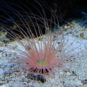 Tropical Marine exhibits