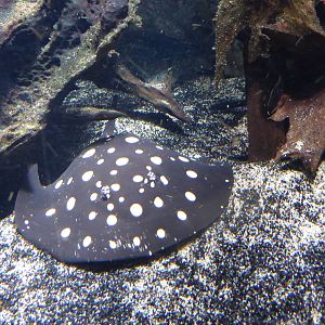 Freshwater stingray