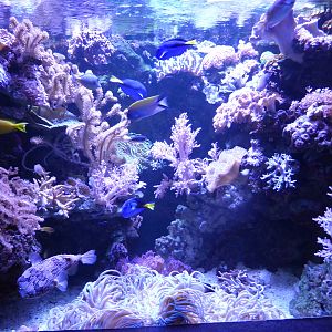 Tropical Marine exhibit