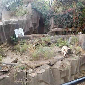 Oct. 2014 - North America - American Badger Exhibit