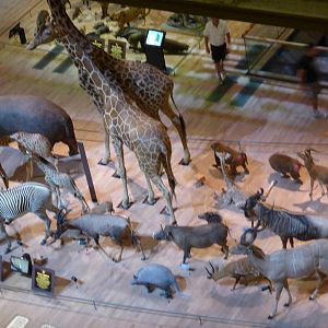Paris , Grand Gallery of Evolution , Jardin des Plantes