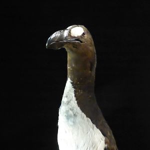 Paris , Grand Gallery of Evolution