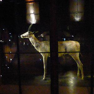 Paris , Grand Gallery of Evolution , Jardin des Plantes