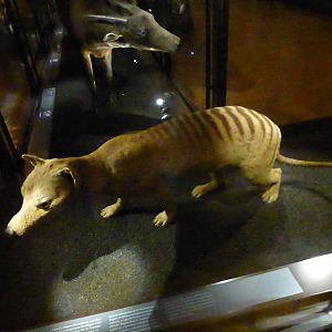 Paris , Grand Gallery of Evolution , Jardin des Plantes