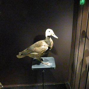 Paris , Grand Gallery of Evolution , Jardin des Plantes