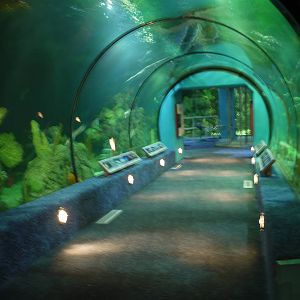 Reef tunnel