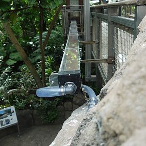 Leaf cutter ant trail