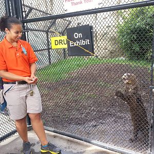 Giant river otter B.O. H.