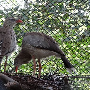 Red-legged Seriema