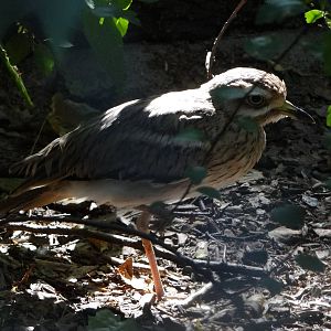 Stone-curlew
