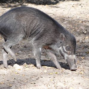 Negros Island Warty Pig