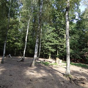 Negros Island Warty Pig enclosure