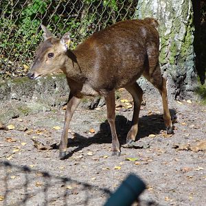 Bawean Deer