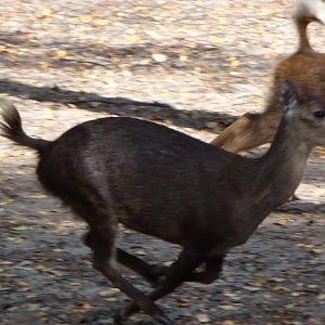 Bawean Deer