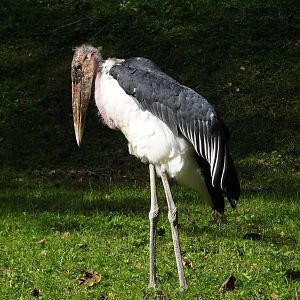 Marabou Stork