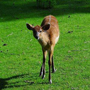 Western Sitatunga