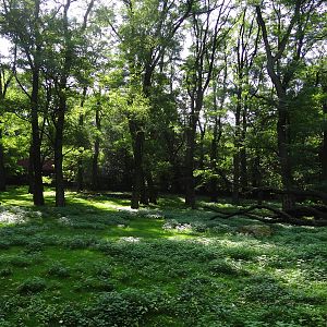 Thomson's Gazelle enclosure