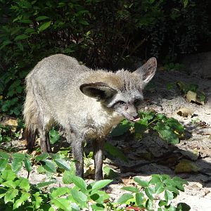 Bat-eared Fox