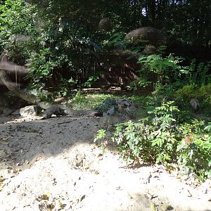Bat-eared Fox enclosure