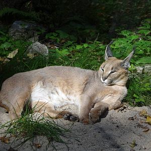 Turkmenian Caracal