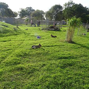 A Lawn Full of Maras at Yorkshire Wildlife Park