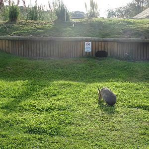 Animal Chill-Out Zone at Yorkshire Wildlife Park