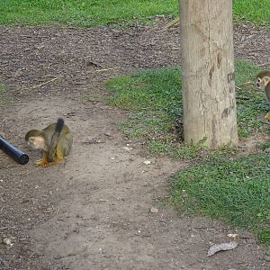 Squirrel Monkeys at Yorkshire Wildlife Park