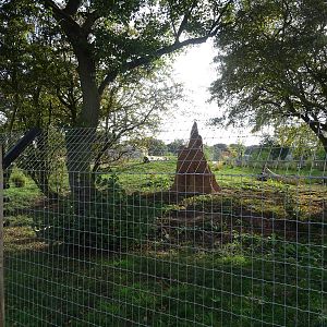 Giant Anteater Exhibit at Yorkshire Wildlife Park
