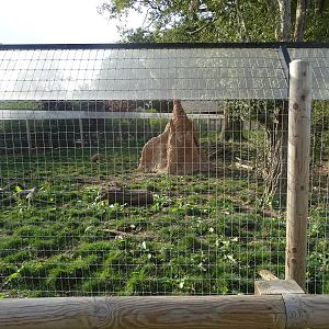 Second Giant Anteater Exhibit at Yorkshire Wildlife Park