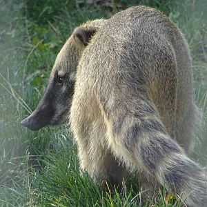 Coati at Yorkshire Wildlife Park