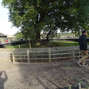 Common Marmoset Exhibit at Yorkshire Wildlife Park
