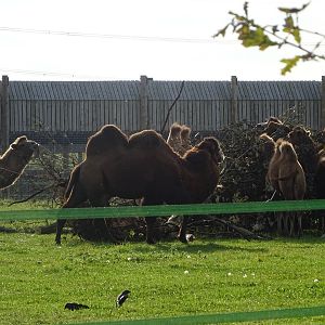 Bactrian Camels at Yorkshire Wildlife Park