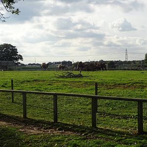 Bactrian Camel Exhibit at Yorkshire Wildlife Park