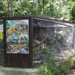 Siberian Weasel enclosure