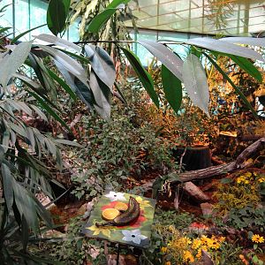 Inside butterfly house