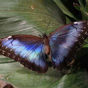 Morpho sp.