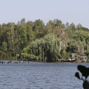 Pelicans and cormorants pond