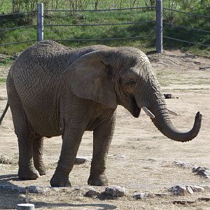 African Bush Elephant