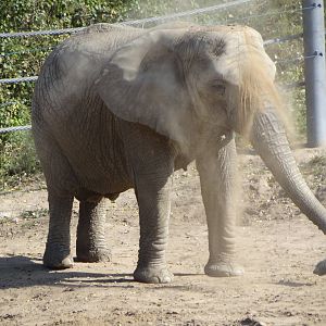 African Bush Elephant