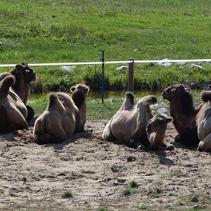 Bactrian Camel