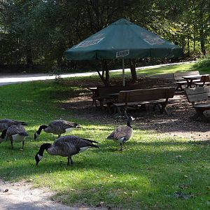 Picnic site and unusual guests