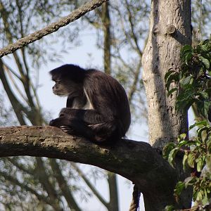 Black-handed Spider Monkey