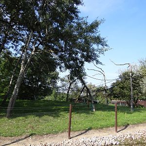 Spider monkey enclosure